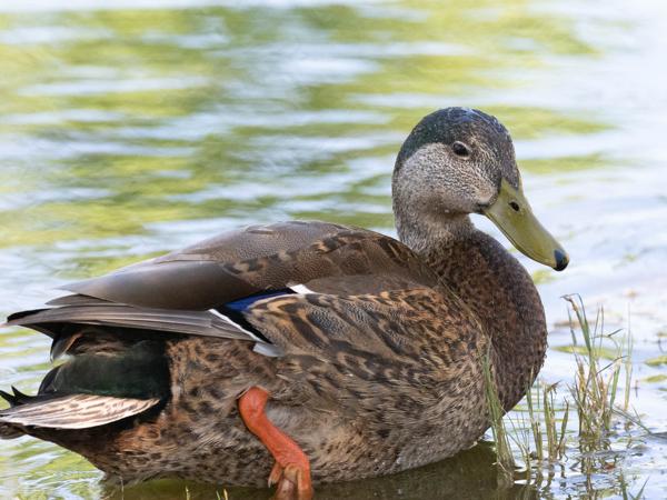 <h3><a href="/trips/Tucson_2023/biota/animalia/chordata/aves/007 anseriformes/003 anatidae/anas rubripes/anas rubripes-nl.html">Anas&nbsp;rubripes</a> / American&nbsp;black&nbsp;duck / Amerikaanse&nbsp;zwarte&nbsp;eend</h3>OM-1 met OLYMPUS M.300mm F4.0, 1/3200 sec  bij F6.3, ISO 6400, afstand 6.45&nbsp;m